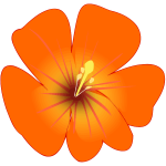 Orange flower-1630015246