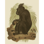 Celebes Crested Macaque