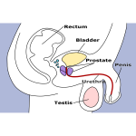 Male Pelvic Structures