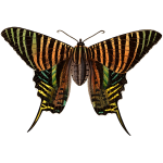 Urania moth