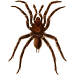 Mygale spider