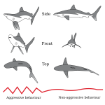 Shark Threat Display