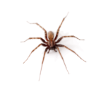 Big skinny-legged spider