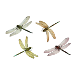 4 dragonflies