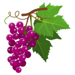 Grapes 010220192