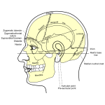Grays Anatomy Side View Of Head