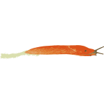 Orange Slug - Isolated