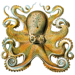 Octopus Ernst Haeckel