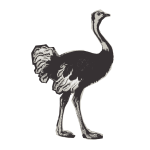Basic Ostrich