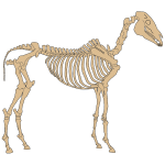 Horse Skeleton By NinaYSo