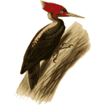 Woodpecker-1576316979