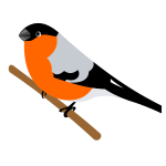 Bullfinch bird clip art