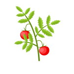 Tomato plant branch