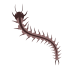 Centipede insect