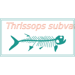 Thrissops subvatus fish fossil