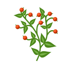 Red berry plant