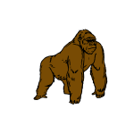 gorilla-1684262489