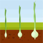 Onion plants