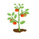 Tomato plant-1688294127