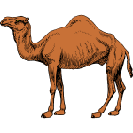 Camel 1b