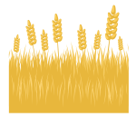 Wheat fields