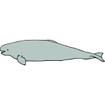 Whale 01b