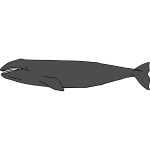 Whale 02b