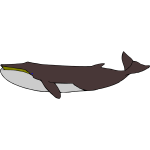 Whale 04b