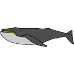 Whale 05b