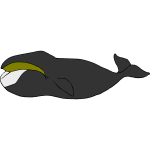 Whale 07b
