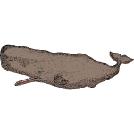 Whale 09b