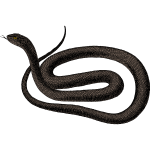 Black snake 1b