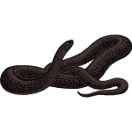 Black snake 2b