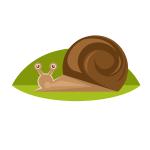 Snail shell-1693227465