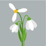 White blossom flower