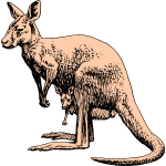Kangaroo 3b