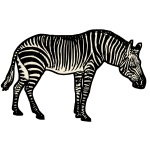 Zebra 1b