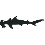 Hammerhead Shark 1c
