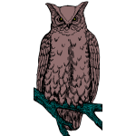 Owl 1b