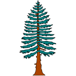 Pine 5b
