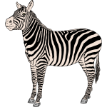 Zebra 2b