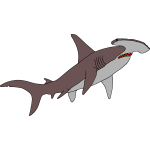Hammerhead Shark 2b