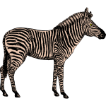 Zebra 3b