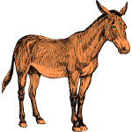Mule 1b