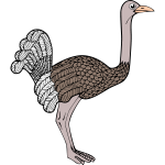 Ostrich 1b