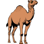 Camel 2b
