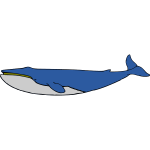 Blue whale-1714650513