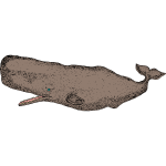 Sperm whale (more detailed version)