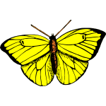 A beautiful yellow butterfly