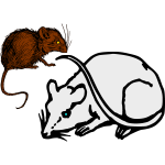 A mouse and a rat